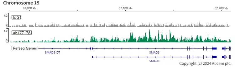 Anti-Histone H3 (acetyl K27) antibody [EP16602] - ChIP Grade(AB177178)