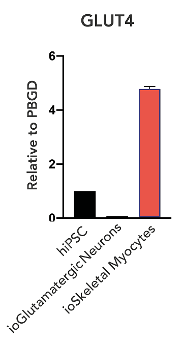 ioSkeletal Myocytes - Human iPSC derived cells(AB277612)