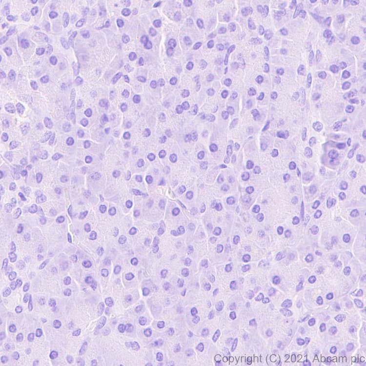 Anti-Protein S antibody [EPR24509-70] - BSA and Azide free(AB280894)