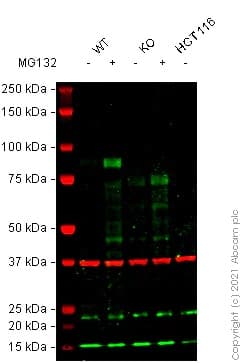 Anti-Nrf2 antibody [EP1808Y](AB62352)