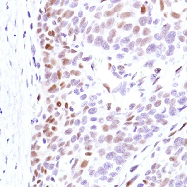 Anti-Cyclin D3/CCND3 antibody [SP207] - BSA and Azide free(AB245734)