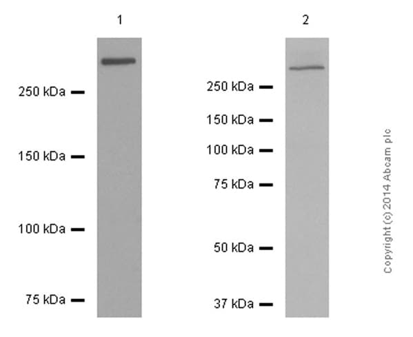 Anti-Filamin A antibody [EP2405Y](AB76289)