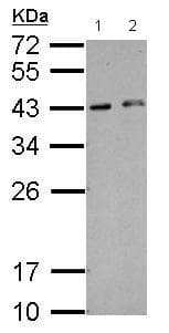 Hexim2 Antibody Ab127710  Western Blot Img79907