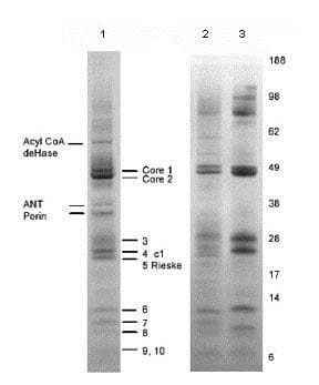 Complex Iii Immunocapture Antibody 11a51h12 Ab109862  Immunoprecipitation Img41821