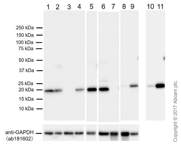 Anti-Bax antibody [E63](AB32503)