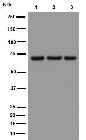 Hsp70 Antibody Epr16893 Ab194360  Western Blot Img130775