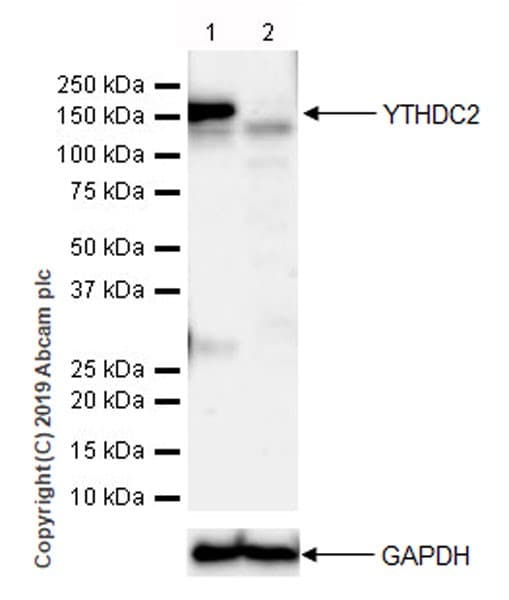 Ythdc2 Antibody Epr21820 49 Bsa And Azide Free Ab259277  Western Blot Img152493