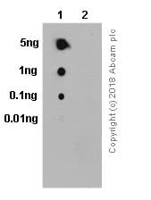 Anti-AKT1 (phospho S473) antibody [EP2109Y](AB81283)