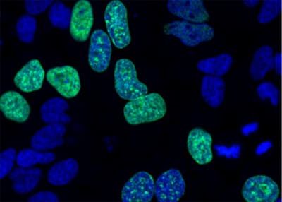 EdU Assay / EdU Staining Proliferation Kit (iFluor 488)(AB219801)
