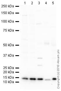 Cox Iv Antibody Mabcam33985 Mitochondrial Marker Ab33985  Western Blot Img78248
