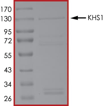 Recombinant human MAP4K5 protein(ab56636)