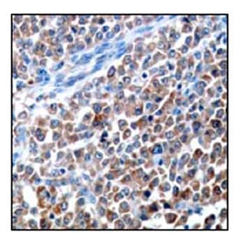 Anti-LDH-C antibody [EP1746Y] - BSA and Azide free(AB284694)