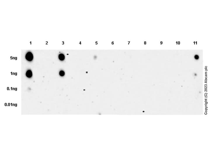 Pan Cytokeratin Antibody Epr28285 45 Bsa And Azide Free Ab308263  Dot Blot Img408900