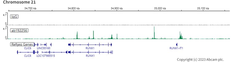 Anti-RUNX2 antibody [EPR14334](AB192256)