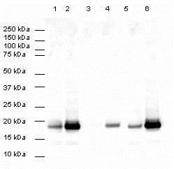 Goat Rabbit Igg H L Hrp Ab6721 Western Blot Img102525