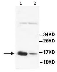 Anti-AGRP antibody(AB113481)