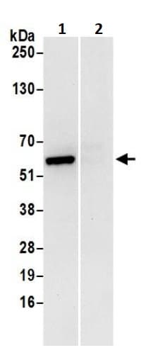Anti-ATP5A antibody(AB245580)