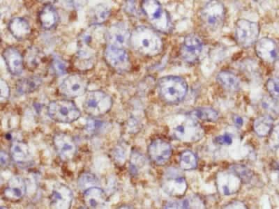 Anti-AKT1 (phospho S473) antibody(ab8932)