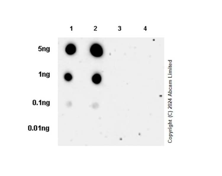Anti-IRF3 (phospho S396) antibody [EPR28686-189] - BSA and Azide free(AB320083)