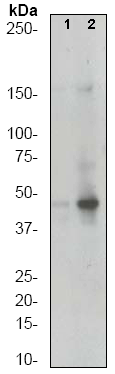 Anti-MEK4/MKK4 (phospho S80) antibody [EP1075Y] - BSA and Azide free(AB284698)