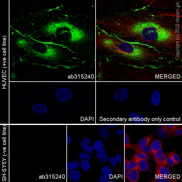 Anti-Heparan Sulfate Proteoglycan 2/Perlecan antibody [EPR28345-62] - BSA and Azide free(AB315241)