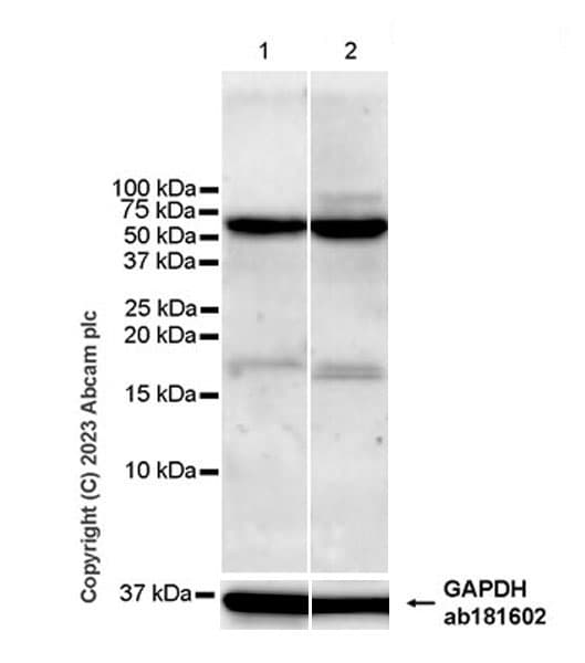 Anti-USP30 antibody [EPR27024-81](AB314749)
