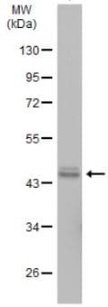 Wnt11 Antibody Ab96730  Western Blot Img150261