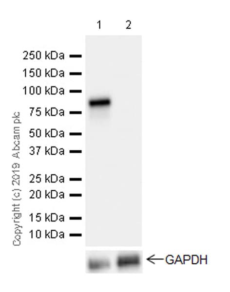 Hnf1 Alpha Antibody Epr23054 142 Ab242140  Western Blot Img9445