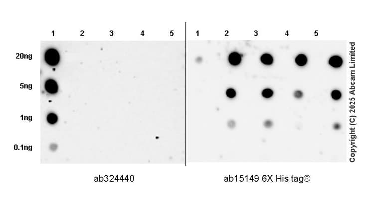 Anti-6X His tag® antibody [AD1.1.10](AB15149)