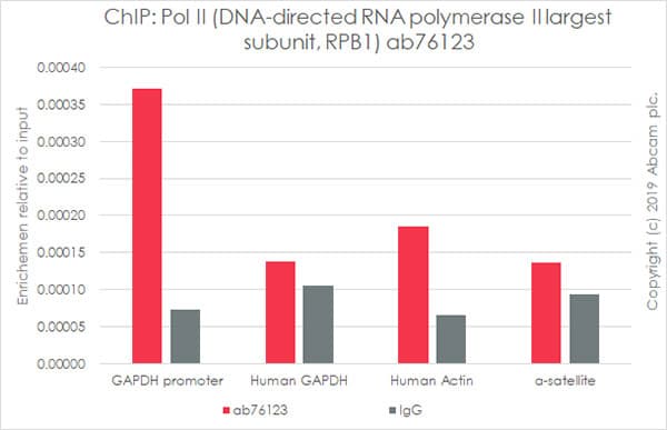 Rna Polymerase Ii Rpb1 Antibody Epr1509y Chip Grade Ab76123  Chip Img15355