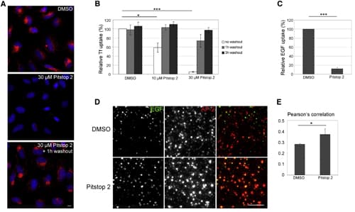 Pitstop® 2, Novel cell-permeable clathrin inhibitor(AB120687)