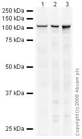 Anti-CD133 antibody - Stem Cell Marker(AB19898)