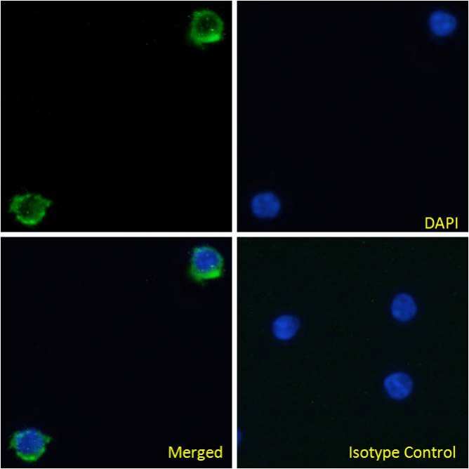 Integrin Beta 7 Antibody Fib504 Ab288429  Immunocytochemistry Immunofluorescence Img177825
