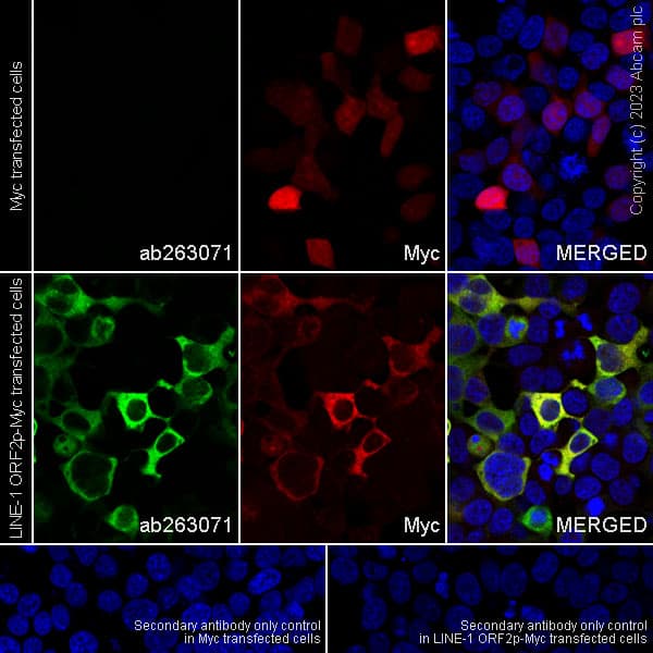 Anti-LINE-1 ORF2p antibody [MT49] - BSA and Azide free(AB263435)