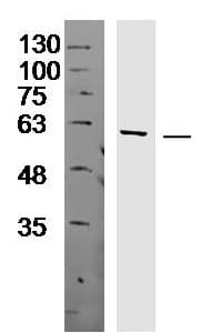Fam149b1 Antibody Ab214177  Western Blot Img21999