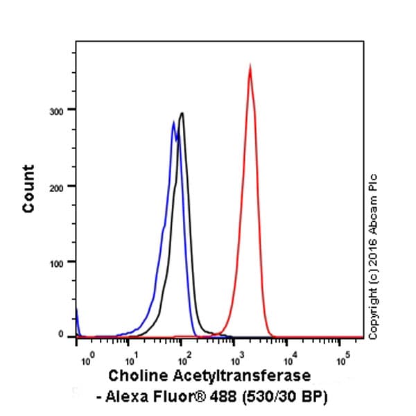 Anti-Choline Acetyltransferase antibody [EPR13024(B)](AB181023)