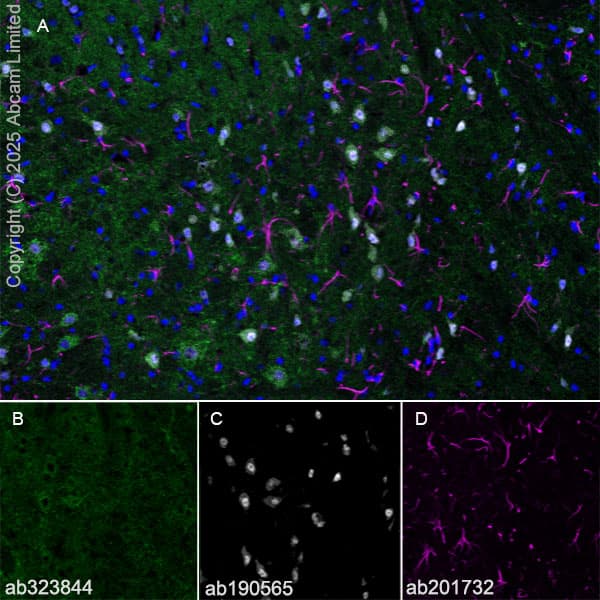 Alexa Fluor® 647 Anti-NeuN antibody [EPR12763] - Neuronal Marker(AB190565)