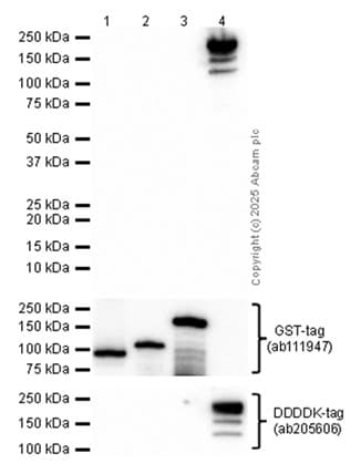 Clip170 Antibody Epr5093 Bsa And Azide Free Ab248720  Western Blot Img445516