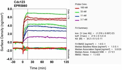 Cdc123 Antibody Epr5860 Ab124878  Oi Rd Scanning Img95193