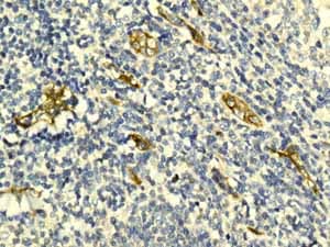 Anti-Claudin 5 antibody [EPR7583](AB131259)