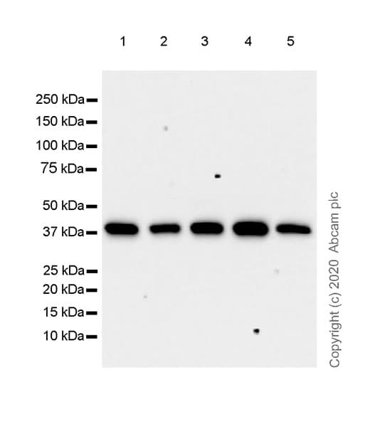 Anti-Cdk7 antibody [EPR23695-115](AB256787)