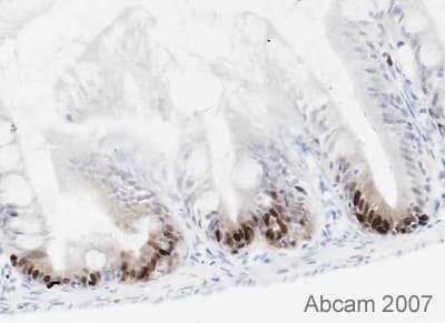 Anti-PCNA antibody [PC10](AB29)