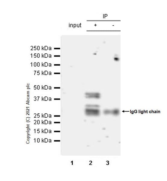 Tdo2 Tdo Antibody Epr23745 311 Bsa And Azide Free Ab281571  Immunoprecipitation Img138396