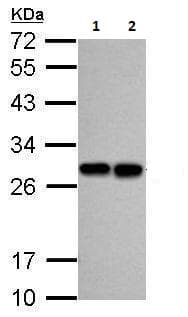 Anti-PGP9.5 antibody(AB227157)