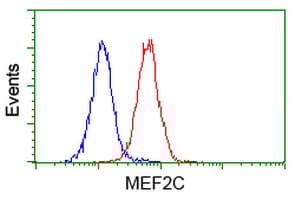 Anti-MEF2C antibody [OTI4B10](AB118406)