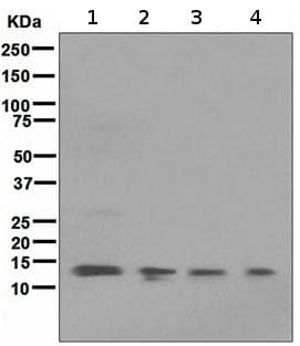 Anti-FKBP12 antibody [EP3887](AB108420)