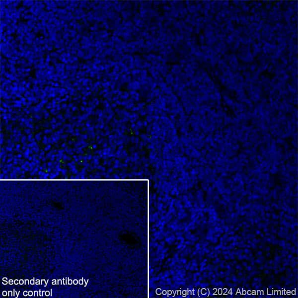 Anti-Cathepsin L/MEP antibody [EPR29413-573](AB321872)