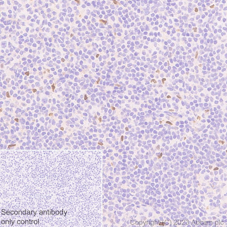 Anti-CEBP Alpha/CEBPA antibody [EPR27924-90](AB317442)
