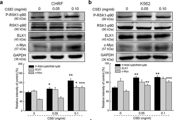 Anti-RSK1 p90 antibody [Y81](AB32526)