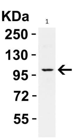 Anti-PGC1 alpha antibody(AB191838)